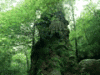 杉の森林イメージ