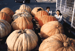 万田発酵のかぼちゃイメージ