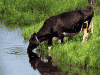 川べりの牛イメージ