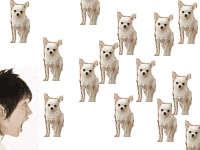 大量の野良チワワに驚きのイメージ