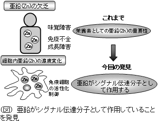 亜鉛の効用イメージFrom発表ページから