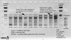 hypoallergenic猫の遺伝子操作を説明するイメージ