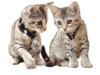 クローン猫イメージ