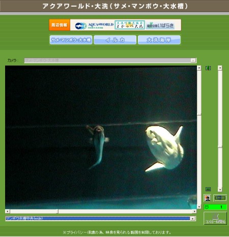 うっすらとした灯りに照らされた水槽の中をただようマンボウたち。普通の水族館では見られない情景をパソコン上で閲覧することができる。