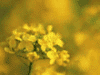 菜の花イメージ