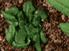 「ミニ植物」イメージ