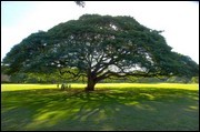日立の樹イメージ