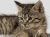リアル猫絵イメージ