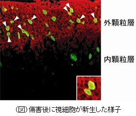網膜細胞再生イメージ
