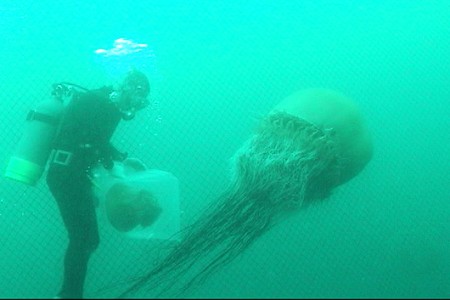 大型クラゲの水中映像