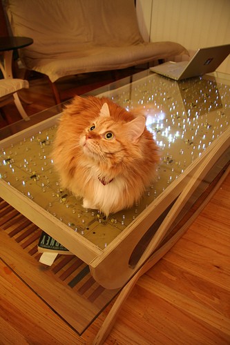 センサーと発光ダイオードの組み合わせで完成した「Twinkling coffee table」。猫のしっぽに反応しているのが分かる。
