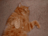 肥満猫イメージ