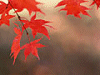 紅葉イメージ