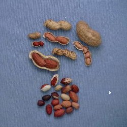 落花生試験地で開発されている数々の落花生イメージ