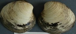 400歳の二枚貝