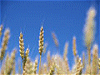小麦イメージ