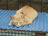 トタン屋根の上の猫イメージ