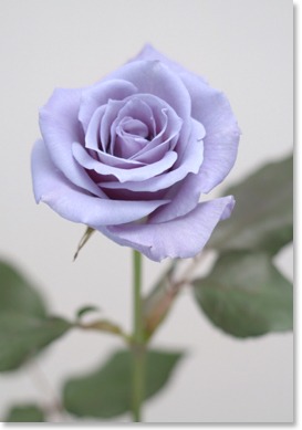 サントリーらが開発、2009年から販売を開始する「青いバラ」