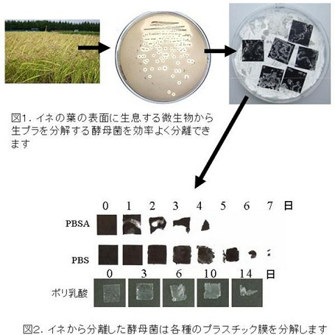 稲の葉の酵母菌が生プラを効率よく分解していく
