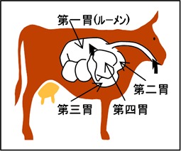 ルーメンなど牛の体内の胃の位置イメージ