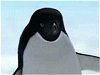 アデリーペンギンイメージ