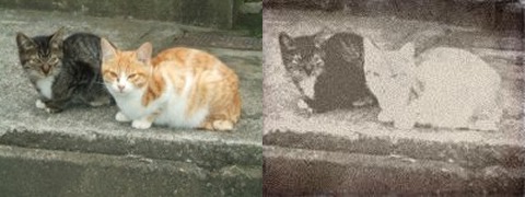 写真ネタでは欠かせない「猫写真」。元の写真のサイズがやや小さくピントが甘めだったところ、逆に幕末調の雰囲気がアップした