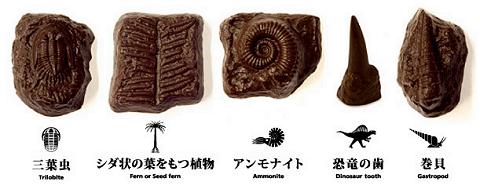 化石チョコレート5種類。個人的には三葉虫とアンモナイトが特にお気に入り