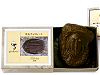 化石チョコレートイメージ