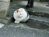 マンホールのふたイメージ