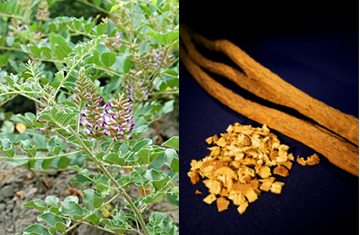 カンゾウ(甘草)植物(左)と、生薬として使われる甘草根・それをきざんだもの(右)