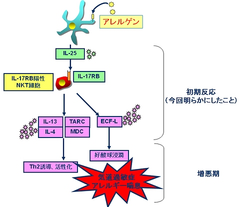 アレルゲンにさらされた細胞はIL-25を産生する。これに反応してIL-17RB陽性ナチュラルキラーT細胞がIL-13、IL-4といったTh2サイトカインやTARC、MDCといったTh2サイトカイン、ECF-Lなどを産生する。これが引き金となって、Th2細胞の誘導・活性化や好酸球浸潤が起こり、結果としてアレルギー性ぜんそくに至る。