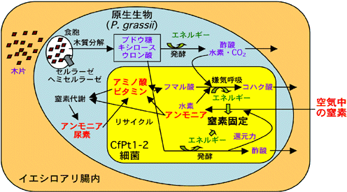 研究グループが明らかにしたCfPt1-2細菌の役割