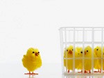 鶏とかごイメージ