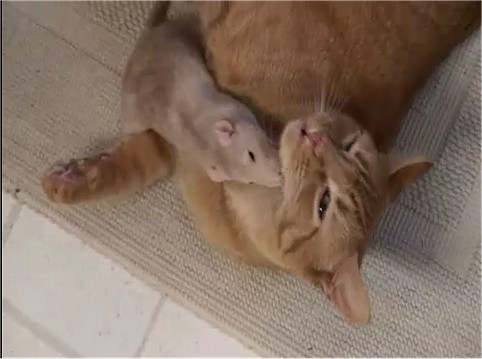 ネズミのピーナッツ(Peanut)と猫のランジ(Ranj)