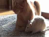 たたずむネズミのピーナッツ(Peanut)と猫のランジ(Ranj)イメージ