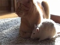 たたずむネズミのピーナッツ(Peanut)と猫のランジ(Ranj)イメージ