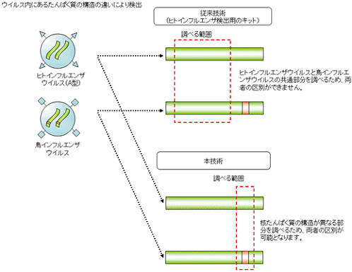 ウイルス内にある、たんぱく質の構造の違いを検出して鳥インフルエンザの有無をチェックする