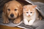 犬猫イメージ