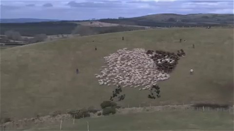 花火と「巨大な羊」(LEDは使わず、黒と白の羊で構成)