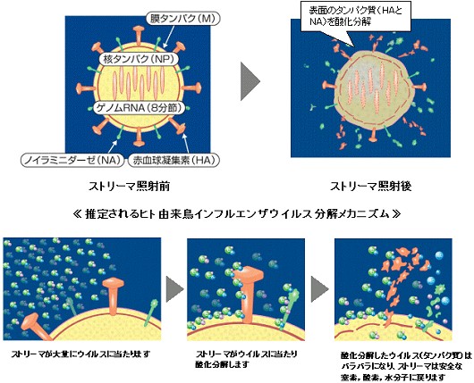 推定されるインフルエンザウイルスへの反応メカニズム。ストリーマによりインフルエンザウイルス表面のタンパク質を酸化分解し、インフルエンザウイルスの感染性が失われているものと考えられる。