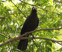 カラスイメージ