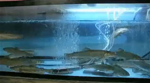 いけす(いけす)