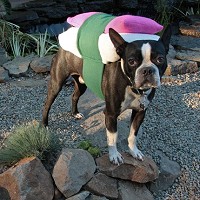 愛犬用お寿司コスチュームイメージ