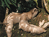 ナマケモノイメージ