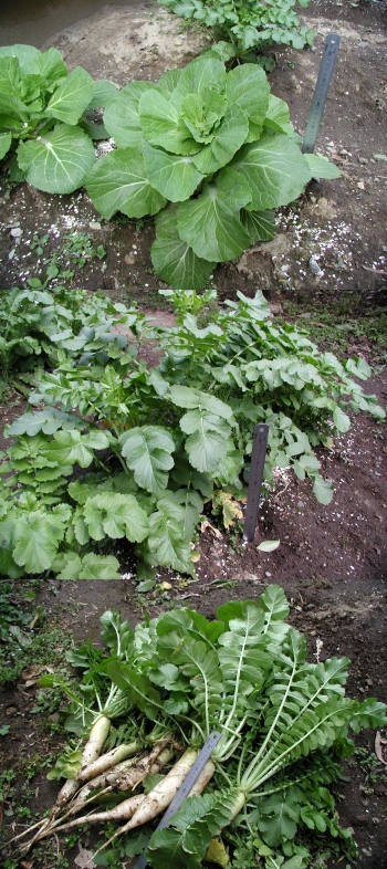 丸まらない白菜と収穫してみた大根