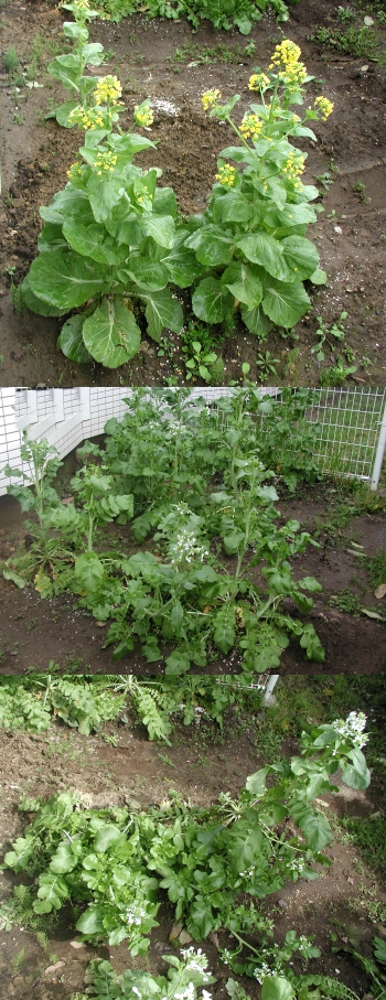 妙なことになった家庭菜園の現状