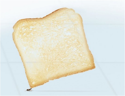 ↑ トーストの部分を拡大。パンの向こうのタイルの溝が見えることから「どれだけ薄いか」が分かる