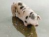 PIGSイメージ