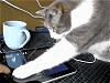 猫の肉球にも対応