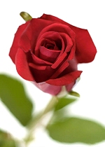 バラの花